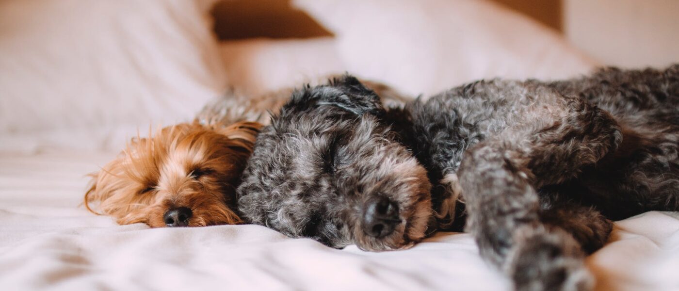 Votre animal de compagnie au lit